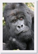 12SabyinyoGroup - 40 * Silverback Guhonda.